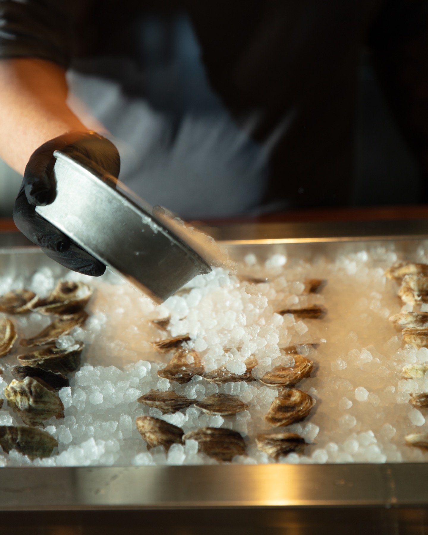 Fresh oysters being set on ice